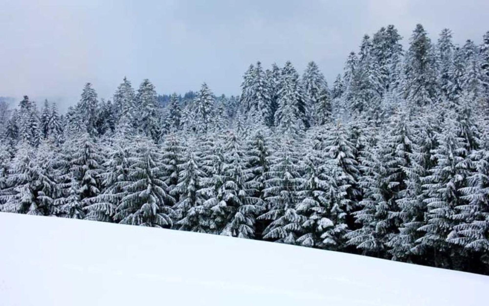 Äckerhof Villa Wolfach Exteriör bild